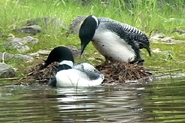 185 x 123 LOONS NEST BUILDING #5