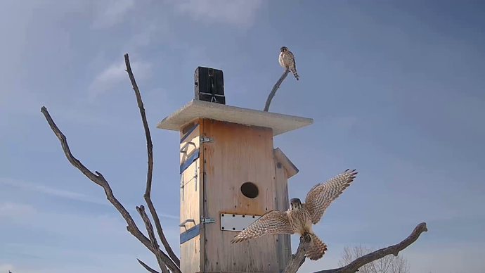 WEB ADJ 1.5 FK FLY Snapshot JPG