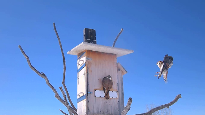 WEB ADJ 1 FK & MKSnapshot JPG