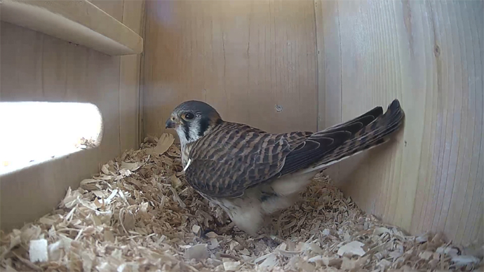 WEB ADJ 1 FK IN Snapshot