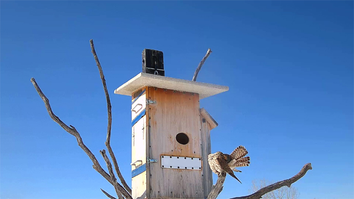 WEB ADJ 1 FK Snapshot JPG