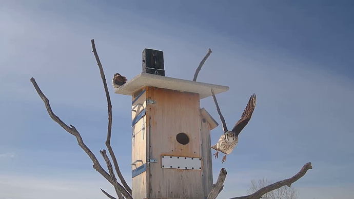 WEB ADJ 2 FK FLY Snapshot JPG