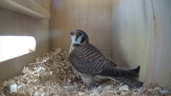 WEB ADJ 2 FK IN Snapshot