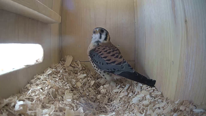 WEB ADJ 2 MK IN Snapshot