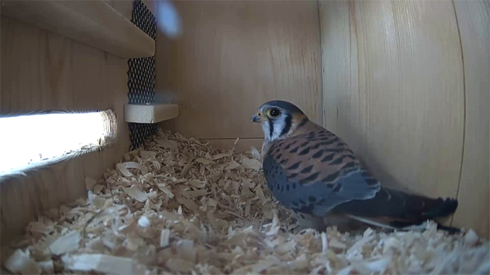 WEB ADJ 2 MK Snapshot JPG