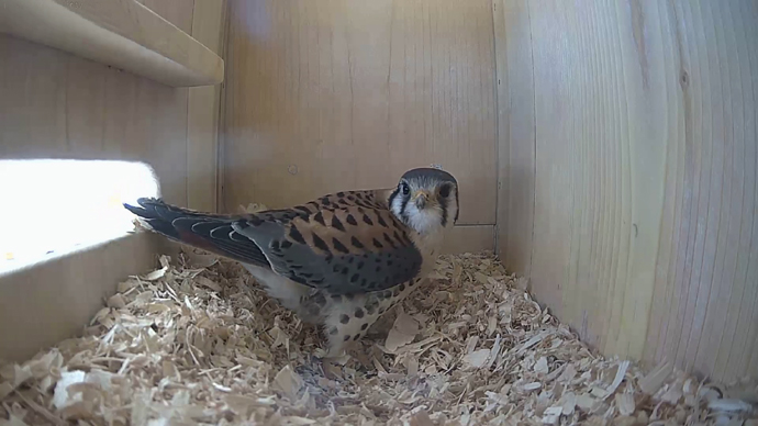 WEB ADJ 3 MK IN Snapshot