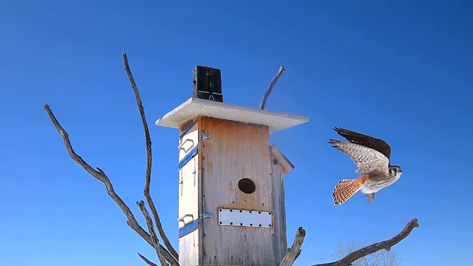 WEB ADJ 4 FK Snapshot