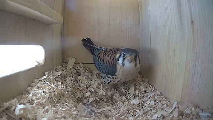 WEB ADJ 4 MK IN Snapshot