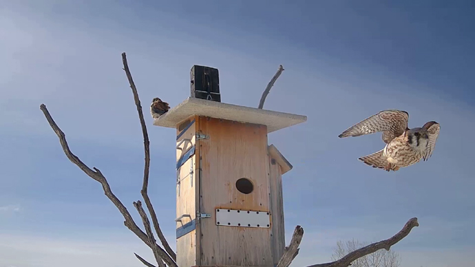 WEB ADJ 5 FK FLY Snapshot