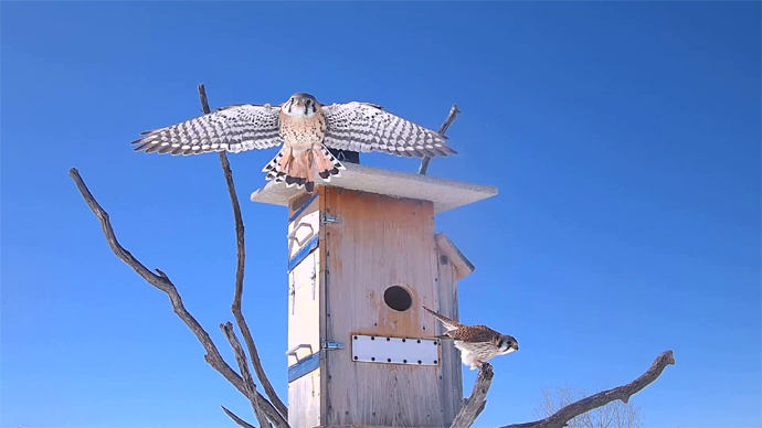 WEB ADJ 6 FK & MK Snapshot JPG