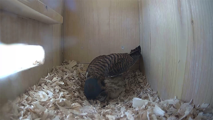 WEB ADJ 7 FK IN Snapshot JPGy