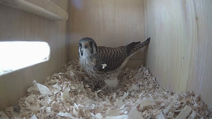 WEB ADJ vid ceo3 JPG