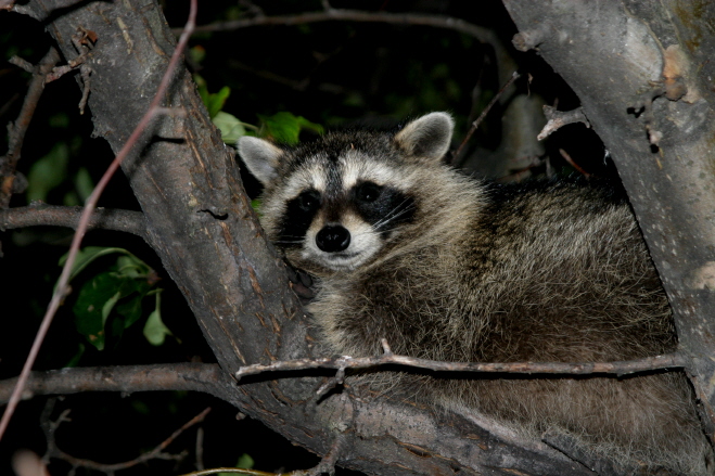 are racoons nocturnal