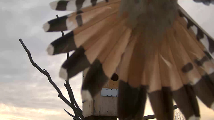 690 x 388 ADJ #24 22 Snapshot JPG