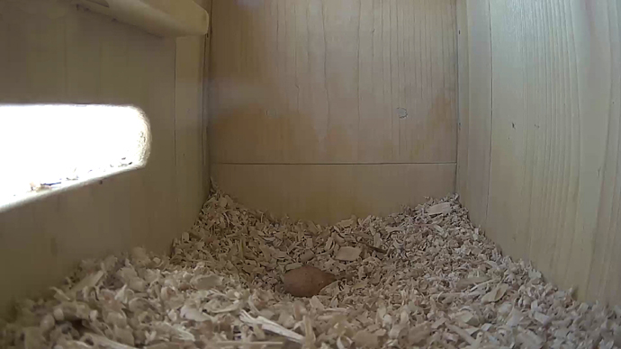 EGG #1