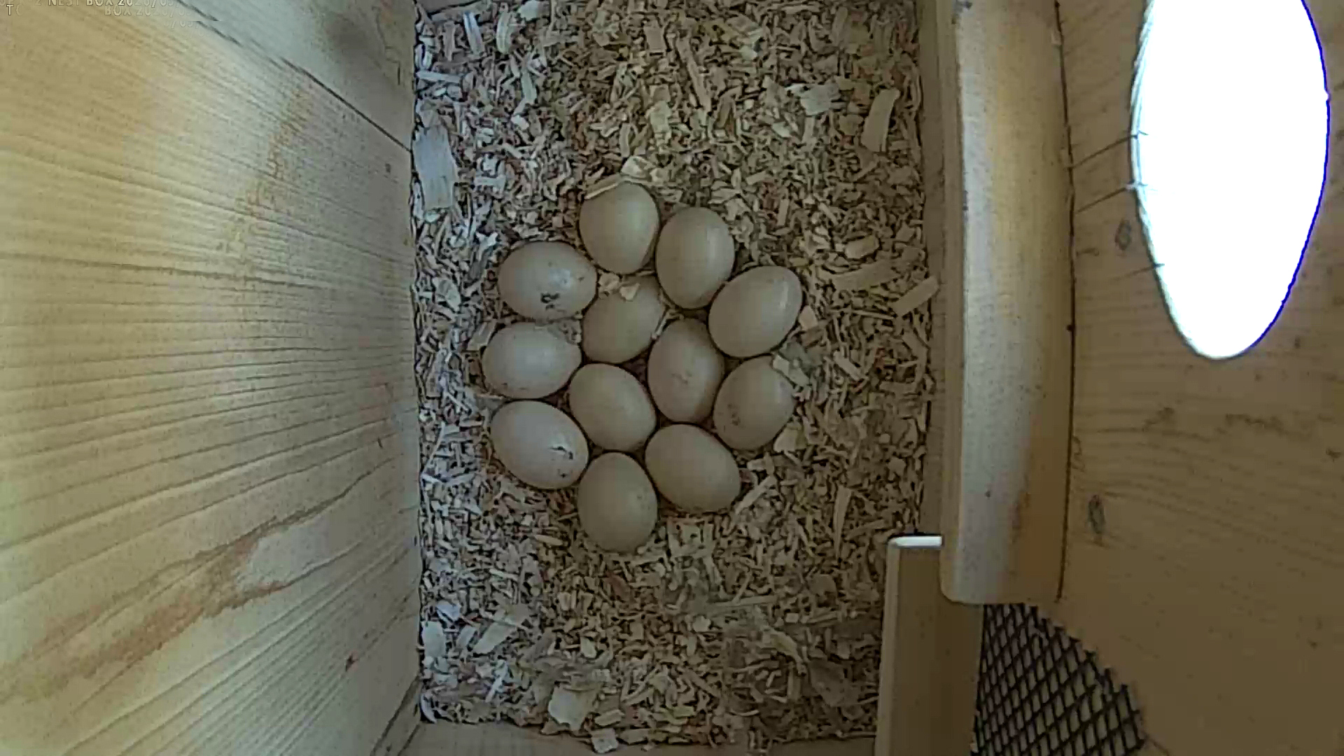 WD 12 EGGS MAY 2, 2026video9 JPG