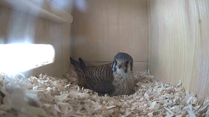 WEB ADJ 12 IN FK Snapshot JPG