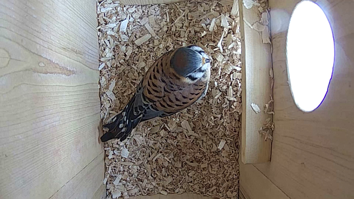 WEB ADJ 12 in MK Snapshot JPG