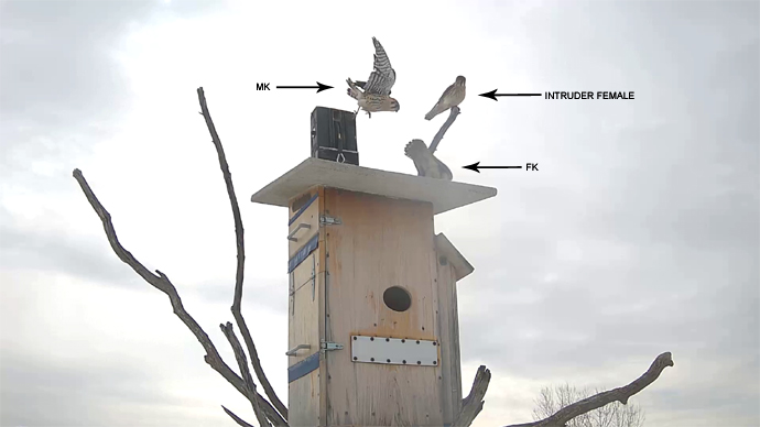 WEB ADJ 1 INTRUDER Snapshot JPG