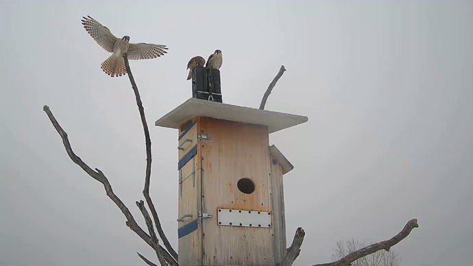 WEB ADJ 1 INTR Snapshot JPG