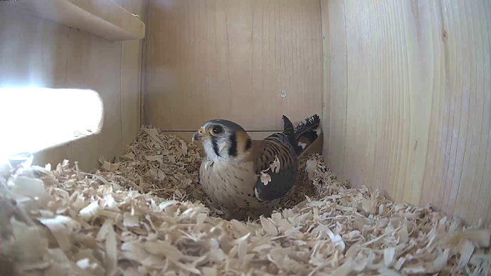 WEB ADJ 1   MK   in Snapshot JPG