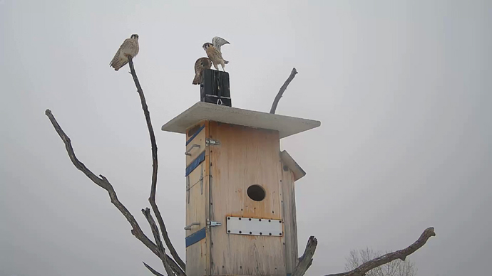 WEB ADJ 2 INTRU Snapshot JPG