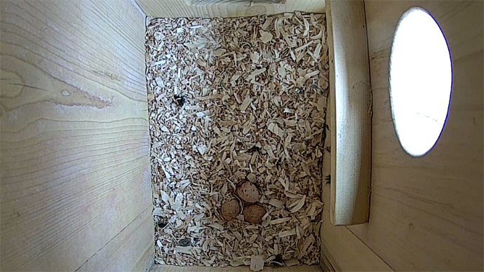 WEB ADJ 3 EGGS TOP video 3 eggs JPG WEB ADJ 3 EGGS TOP video 3 eggs JPG