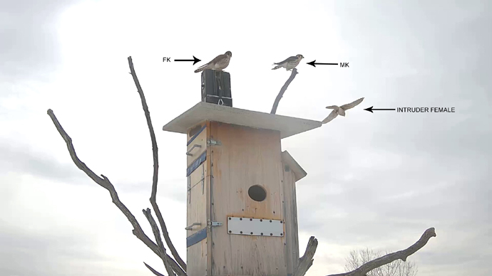 WEB ADJ 4 INTRUDER Snapshot JPG