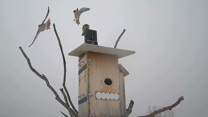 WEB ADJ 5 INTRU Snapshot JPG