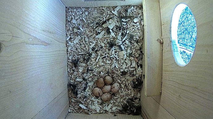 WEB ADJ 6 EGGS TOP video4 JPG