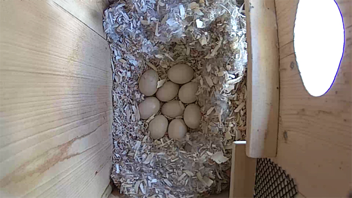 WEB ADJ 9 WD EGGS video14 JPG