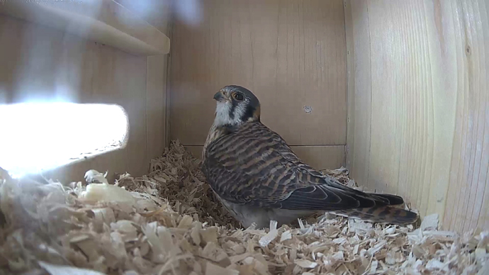 WEB ADJ A IN FK Snapshot JPG