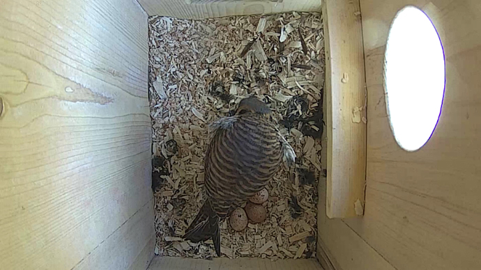 WEB ADJ FK TOP EGGS video7 JPG