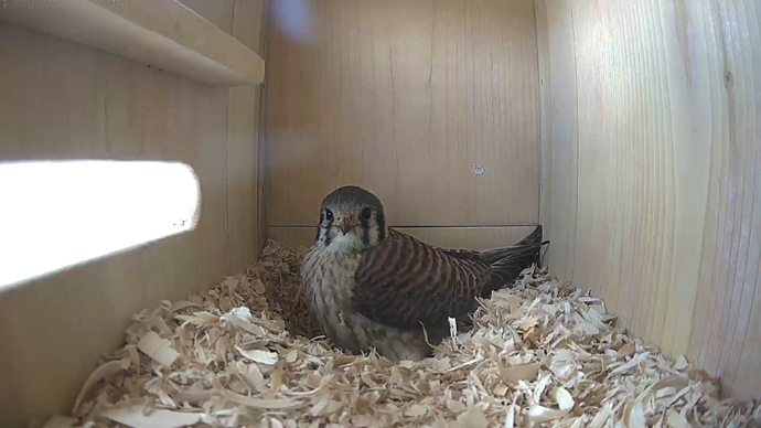 WEB ADJ FKvideo13 JPG