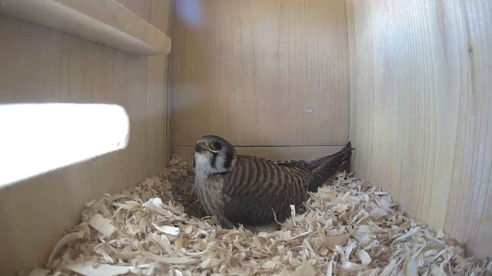 WEB ADJ FKvideo9 JPG