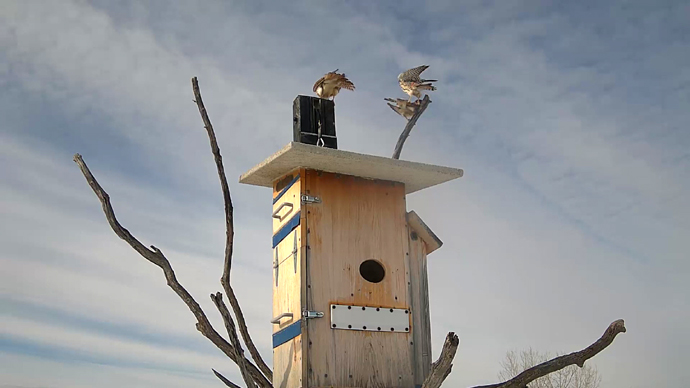 WEB ADJ INTRUD video61 JPG