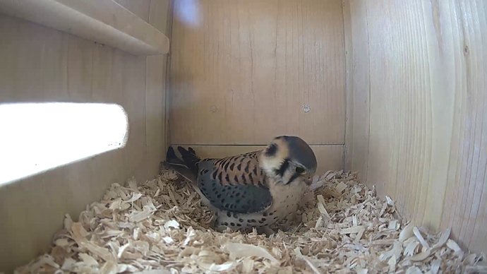 WEB ADJ MK IN video15 JPG