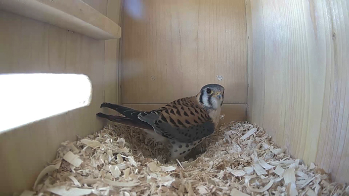 WEB ADJ MKvideo5 JPG