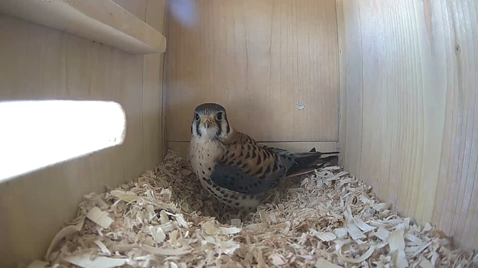 WEB ADJ MKvideo7 JPG