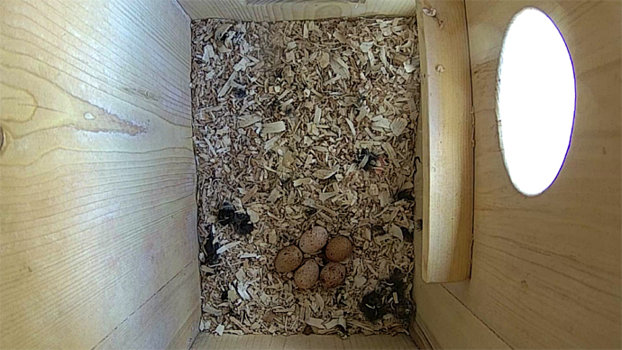 WEB ADJ TOP 5 EGGS video 5 eggs JPG