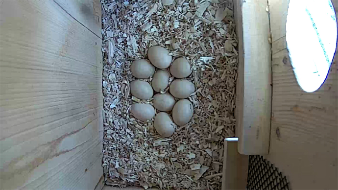 WEB ADJ WD 10 EGGS video1 JPG