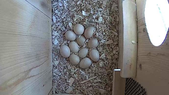 WEB ADJ WD 11 EGGS video5 JPG