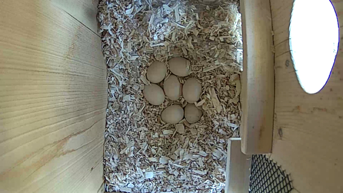 WEB ADJ WD 7 EGGS video JPG
