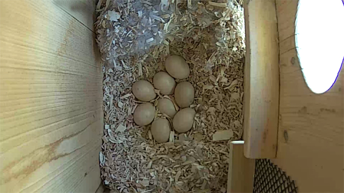 WEB ADJ WD 8 EGGS video9 JPG