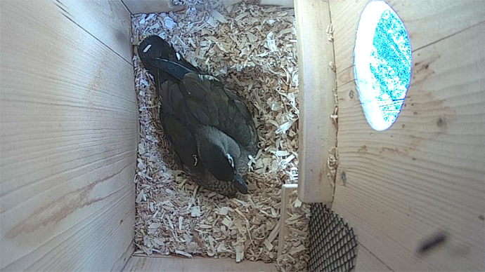 WEB ADJ WD video1 JPG