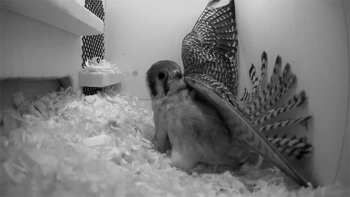 WEB ADJ viddrfeo1 JPG