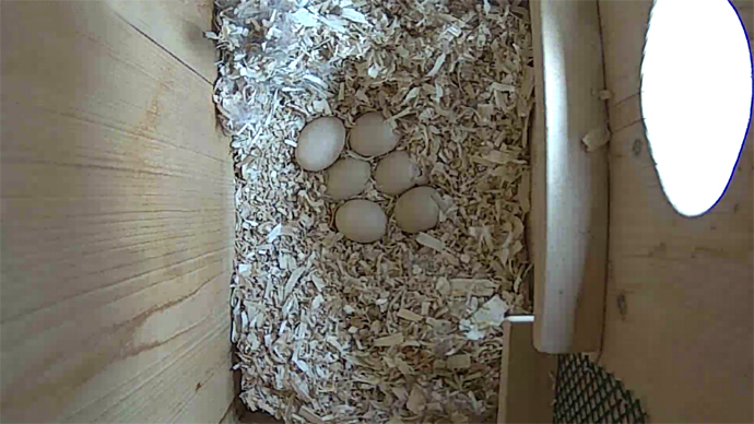 WEB ADJ video2 6 WD EGGS JPG