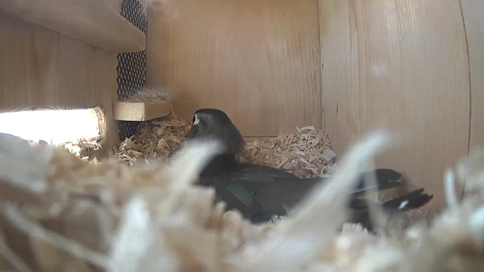 WEB ADJ video2 WD JPG