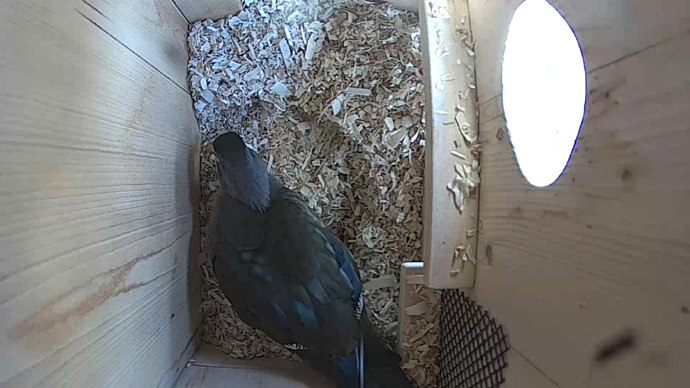 WEB ADJ video2 WD top JPG