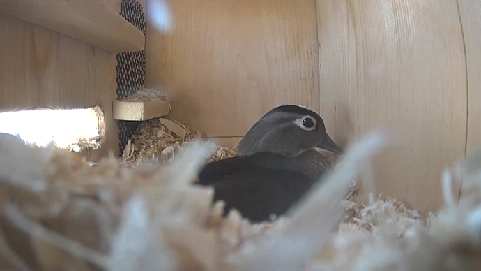 WEB ADJ video3 WD JPG